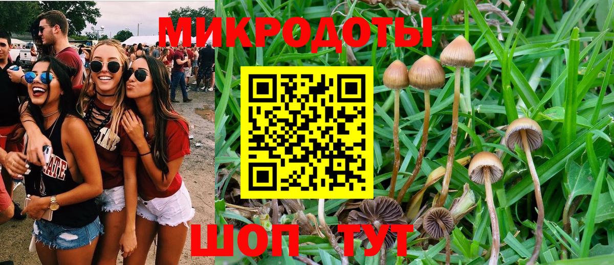 Галлюциногенные грибы Psilocybe Обнинск